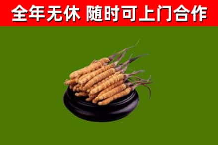 隰县烟酒回收冬虫夏草.jpg